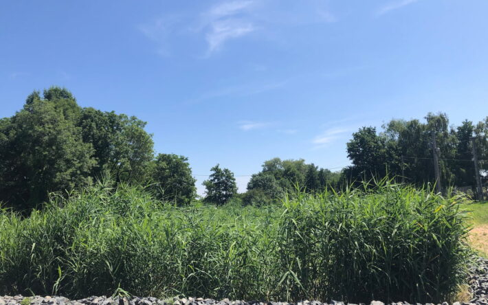 Les bassins sont plantés de roseaux qui sont faucardés une fois par an - Crédits photo : Banque des Territoires