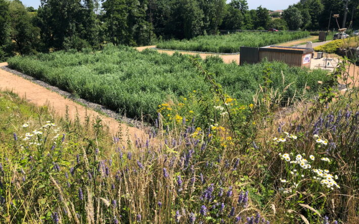 Les bassins sont plantés de roseaux qui sont faucardés une fois par an - Crédits photo : Banque des Territoires