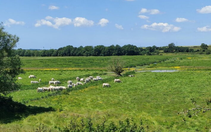 Le marais de La Bretonnière-La Claye est une zone agricole majeure, avec des pâturages en sec-teur humide et des terres cultivables à gros rendement dans le « marais desséché » - Crédits photo : Banque des Territoires