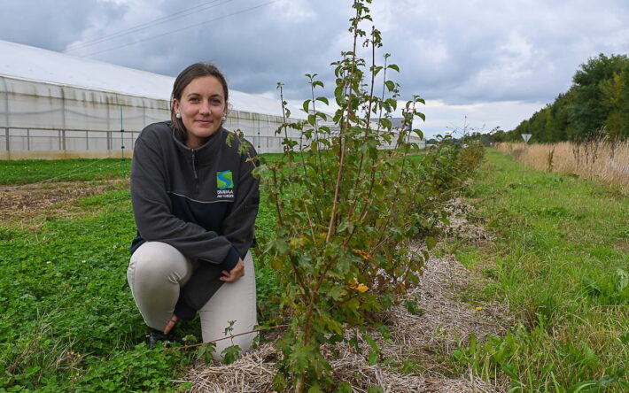 Les haies sont composées d’essences locales d’arbres (frêne commun, noisetier, verdier, tilleul, chêne rouvre, pommier…) fournies par des pépiniéristes locaux - Crédit photo : Banque des Territoires