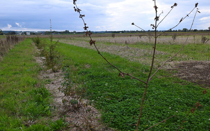 Le système racinaire des haies capte, ralentit et épure l’eau. Les haies limitent le transfert de pollution diffuse vers les eaux superficielles - Crédit photo : Banque des Territoires