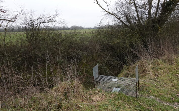 Parmi les mesures demandées aux pisciculteurs figure le piégeage des ragondins. Ces petits rongeurs ravagent la végétation aquatique des bords des étangs, détruisant l’habitat d’un grand nombre d’espèces - Crédit photo : Banque des Territoires