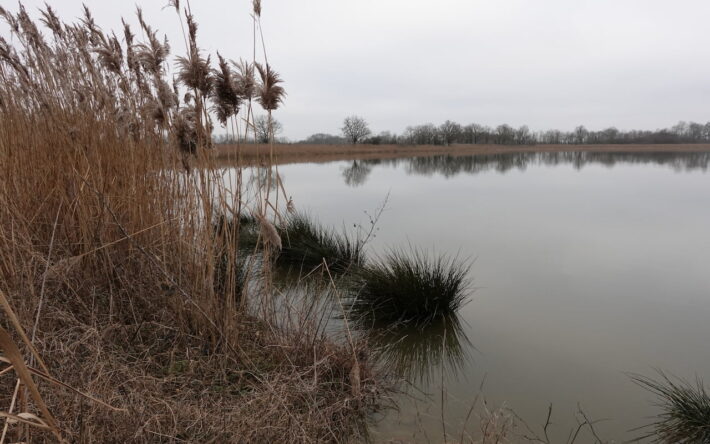 Les berges en pente douce favorisent l’implantation de la végétation - Crédit photo : Banque des Territoires