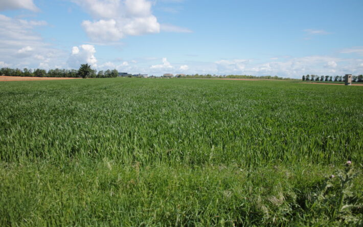Sur cette parcelle de blé à Valence, Bruno Deloche a mis en place des techniques de conservation des sols grâce au dispositif de PSE. Il a notamment augmenté ses périodes de couverture des sols - Crédit photo : Banque des Territoires