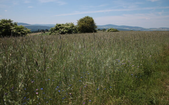 Sur cette parcelle, Emmanuel Volle associe le seigle et la vesce, qu’il revend à un restaurant. Ce mélange permet d’enrichir le sol en matières organiques et azote - Crédits photo : Banque des Territoires
