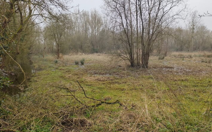 La roselière en hiver. Zone tampon, le marais retient l’eau en période de pluie pour la restituer ensuite au cours d’eau - Crédit photo : Banque des Territoires