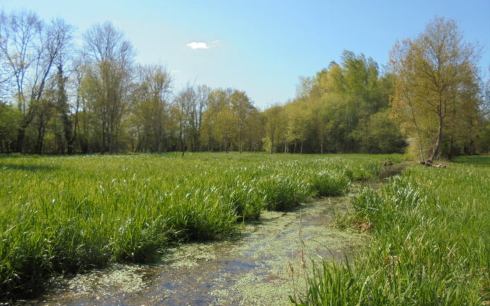 Sur 4,6 ha, le marais de la Guénardière présente une diversité de milieux : espaces boisés, prairie sèche, prairie humide. Ici la roselière au début du printemps - Crédit photo : Mairie de Nort-sur-Erdre