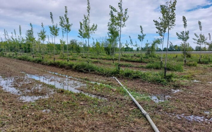 Parcelle de peupliers utilisée pour expérimenter l’infiltration avec de l’eau en provenance du canal - Crédit photo : Banque des Territoires