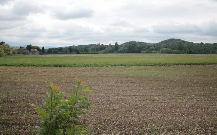 Pour préserver les sols, de la luzerne est cultivée à proximité du captage des Reynières - Crédit photo : Banque des Territoires