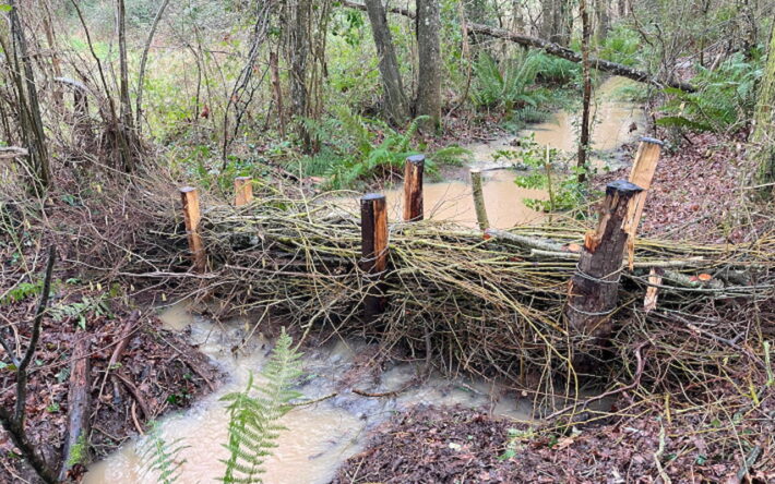 A Mareil-sur-Loir, les eaux ruissellent depuis les plateaux du haut de la commune dans cet ancien chemin creux jusqu’au ruisseau de Basse-folie, inondant la route en contrebas. Les fascines permet-tent de ralentir l’écoulement des eaux et des sédiments - Crédits photo : Banque des Territoires