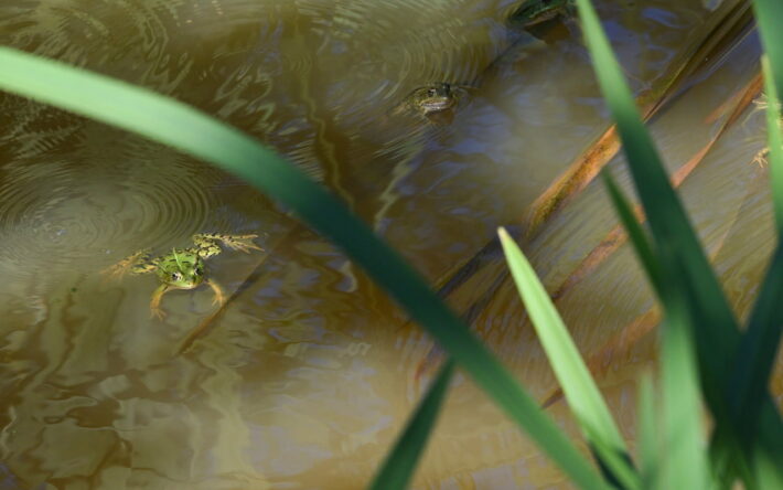 Le maillage de mares permet le brassage génétique des espèces, notamment les amphibiens, en leur offrant la possibilité de se déplacer d'une mare à l'autre - Crédits photo : Banque des Territoires