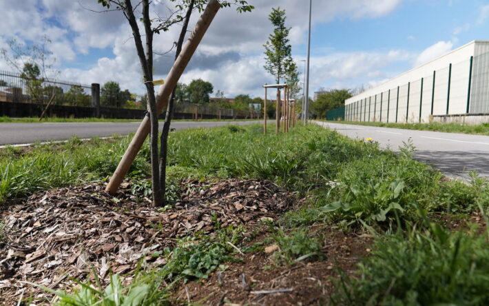 GIEP-Belfort-plantations-arbres-projet-aquagir