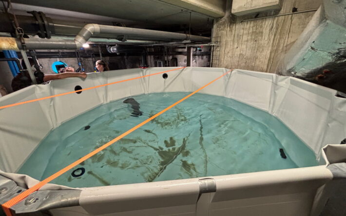 Le bassin tampon de stockage en sous-sol : il recueille l’eau renouvelée avant sa redistribution vers les balayeuses et les services municipaux. - Crédit photo : Patrick Merle/Ville d’Istres