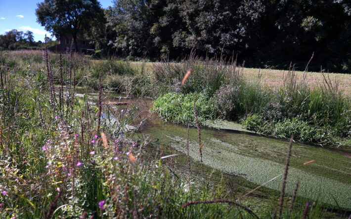 La nature reprend ses droits, un suivi sera réalisé en 2026 pour faire le point sur les différentes espèces qui auront reconquis le cours d’eau. - Crédit photo : Banque des Territoires