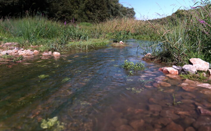 L’aménagement de méandres permet le ralentissement des courants et la diversification des habitats pour la faune. Les débordements lents et réguliers facilitent l’infiltration de l’eau dans les sols, augmentant la quantité d’eau disponible en période de sécheresse. - Crédit photo : Banque des Territoires