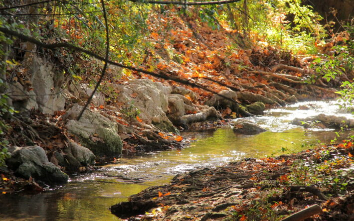 La Torse : un milieu naturel sensible au cœur de la série “Eaux vives”. - Crédit photo : Jean-Pierre Vallorani