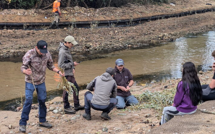 La végétalisation des berges a associé au chantier les élèves et professeurs du lycée agricole de Sartène. Les plantes et essences réintroduites viennent en grande partie de la pépinière de Pisciatello qui borde U Prunelli. - Crédit photo : Banque des Territoires
