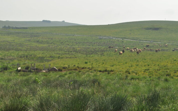 Landes du Clapier – Crédits photos : Justine Garing