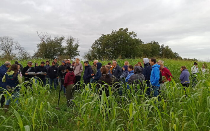 Visite de terrain au milieu d’un couvert estival de radis chinois et de sorgho fourrager - Crédit photo : SMIVAL