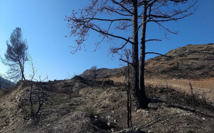 1353 hectares ont brûlés dans les Landes lors des incendies de 2022 - Crédits photo : Banque des Territoires