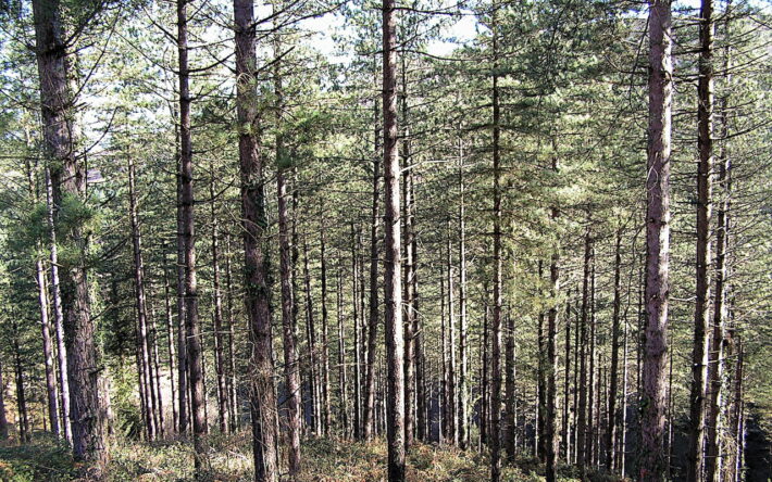 La forêt landaise représente 60 % du massif des Landes de Gascogne - Crédits photo : Banque des Territoires