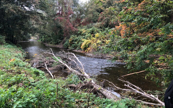 Lors des journées techniques centrées sur la restauration des processus naturels des rivières, la visite sur le terrain a permis d’observer les premiers effets de l’introduction de bois dans la Brevenne : recharge en sédiments, amorce de création de méandres, de plages, variations de profondeur. - Crédit photo : Banque des Territoires