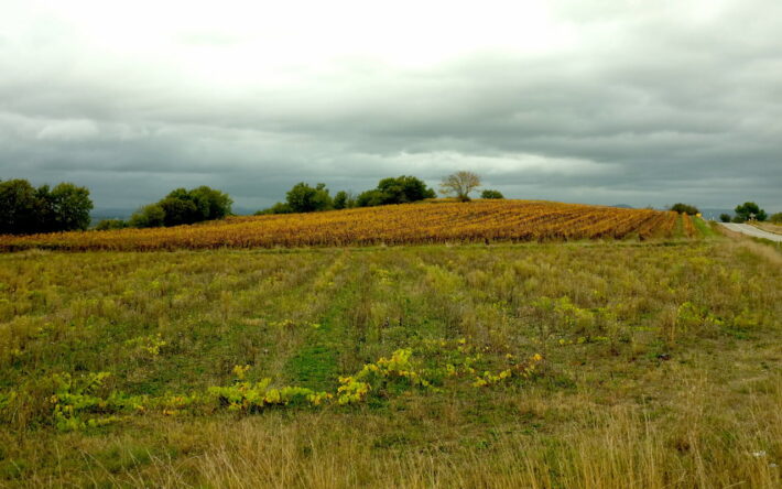 Paysage de vignes autour de Lédignan