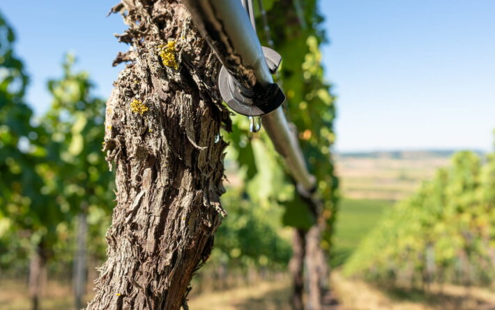 Système de goutte à goutte agricole - Crédits photo : CCACVI