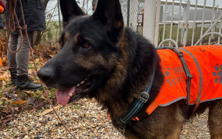 Un chien identifie une fuite en compagnie d’un maître chien - Crédits photo : CC Caux-Austreberthe