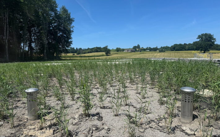 La station de Chamboulive après la plantation des roseaux - Crédits photo : STEP de Chamboulive