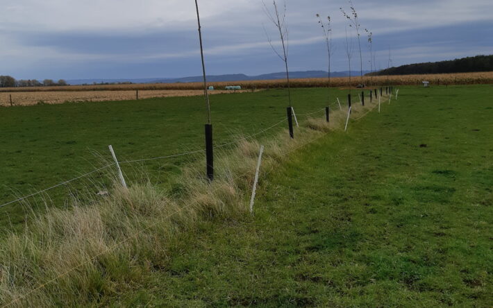 EARL Jeandot - Agroforesterie : 120 arbres plantés en 2022 -- Crédits photos : Fédération Départementale des Chasseurs du Jura
