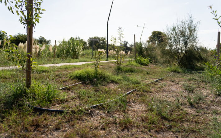 Arrosage automatique plantations proches de la STEP - Crédit photo : Paul Desbonnets