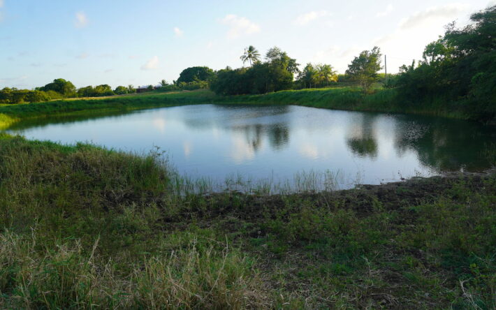 Restauration des mares publiques - Crédit photo : Banque des Territoires