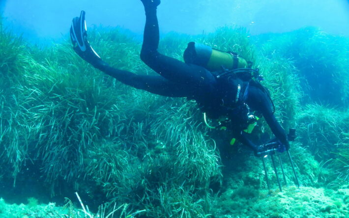 Opération de suivi environnemental réalisée sur les Herbiers de Posidonies qui recolonisent les espaces impactés temporairement par les travaux - Crédits photo : TPM