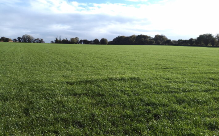 La couverture des sols en hiver est primordiale pour réduire les pertes d’azote. Plus le couvert est semé précocement, plus il piège de l’azote. Ici, un Ray-Grass semé sous le maïs dès la fin du printemps - Crédits photo : Banque des Territoires