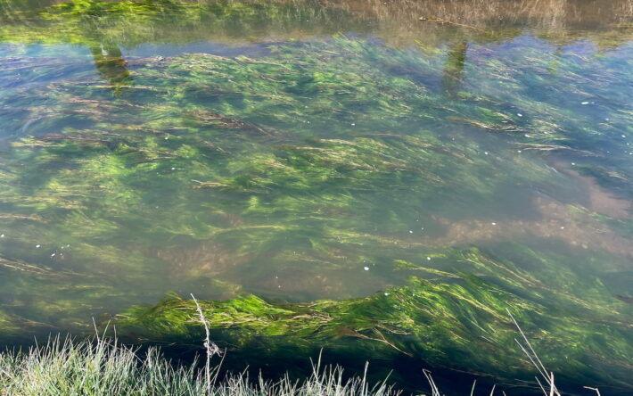La rivière abrite de nombreuses espèces végétales telles que la renoncule flottante.
- Crédits photo : SBHS.