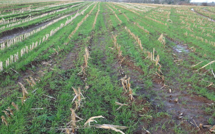 Pour encourager les agriculteurs à utiliser le désherbage mécanique ou à semer les couverts végétaux de manière précoce, les Communautés de communes maîtresses d’ouvrage accompagnent financièrement les agriculteurs volontaires - Crédits photo : Banque des Territoires