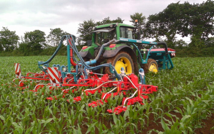La couverture des sols en hiver est primordiale pour réduire les pertes d’azote. Plus le couvert est semé précocement, plus il piège de l’azote. Ici, un Ray-Grass semé sous le maïs dès la fin du printemps - Crédits photo : Banque des Territoires