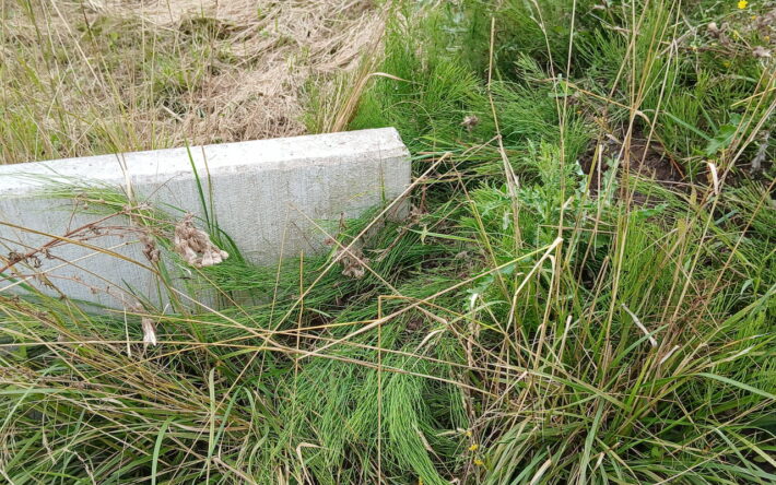 Fin des travaux et repousse de la végétation - Crédit photo : Banque des Territoires