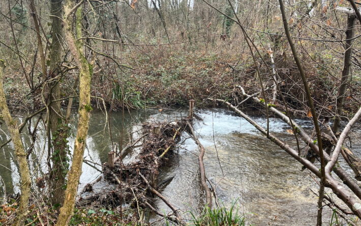 Ici, un « Mange berges » favorise la mobilité latérale de la rivière, qui vient recruter les matériaux avec l’érosion. Le mange berges a plusieurs vertus : oxygénation de l’eau, diversification des écoulements, avec des accélérations, des ralentissements, des différences de profondeur, de température - Crédit photo : Banque des Territoires
