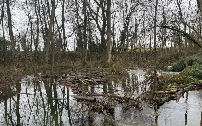 « Nous avons installé un complexe qui rassemble plusieurs modules, dont une structure castor-mimétique. Ici il y a deux structures : l’une règle le niveau d’eau, la deuxième le consolide. » – Crédit photo : Banque des Territoires