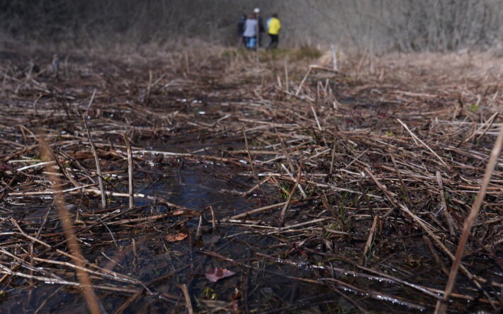 L’eau remonte dans la tourbière. Crédits photo : Emmanuelle VERGON-Tripard