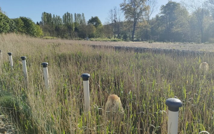 Étape 2. L’eau à traiter est envoyée en geyser sur le bassin. Les roseaux, agités par le vent, permettent à l’eau de mieux pénétrer dans le filtre composé de plusieurs couches de sable et graviers. Les bactéries épuratrices fixées sur la surface de ces substrats dégradent la matière - Crédits photo : Banque des Territoiresac