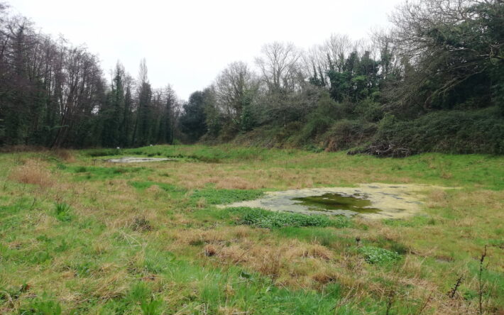 À Saint-Jouan-des-Guérets, des sédiments marins ont été désalinisés dans des lagunes de STEP puis utilisés pour former une zone humide. - Crédits photo : Joëlle Bizeau
