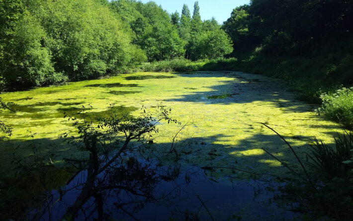 En 2020, avant le projet de stockage puis utilisation des sédiments, l'eau des lagunes était eutrophisée. - Crédits photo : EPTB Rance Frémur