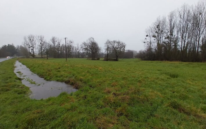 Dans les zones humides, les agriculteurs sont incités à semer du miscanthus, ou d’autres cultures pérennes, en remplacement du maïs. - Crédits photo : Brieuc LE MASSON, Bureau Veritas pour le Syndicat mixte baie de Saint-Brieuc