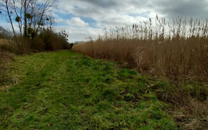 Haies bocagères et miscanthus. - Crédits photo : Brieuc LE MASSON, Bureau Veritas pour le Syndicat mixte baie de Saint-Brieuc