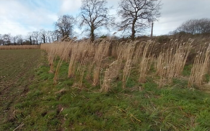 Le miscanthus est une plante pérenne qui filtre l’azote. Cette haute graminée peut être utilisée comme pâturage, fourrage, paillage… - Crédits photo : Brieuc LE MASSON, Bureau Veritas pour le Syndicat mixte baie de Saint-Brieuc
