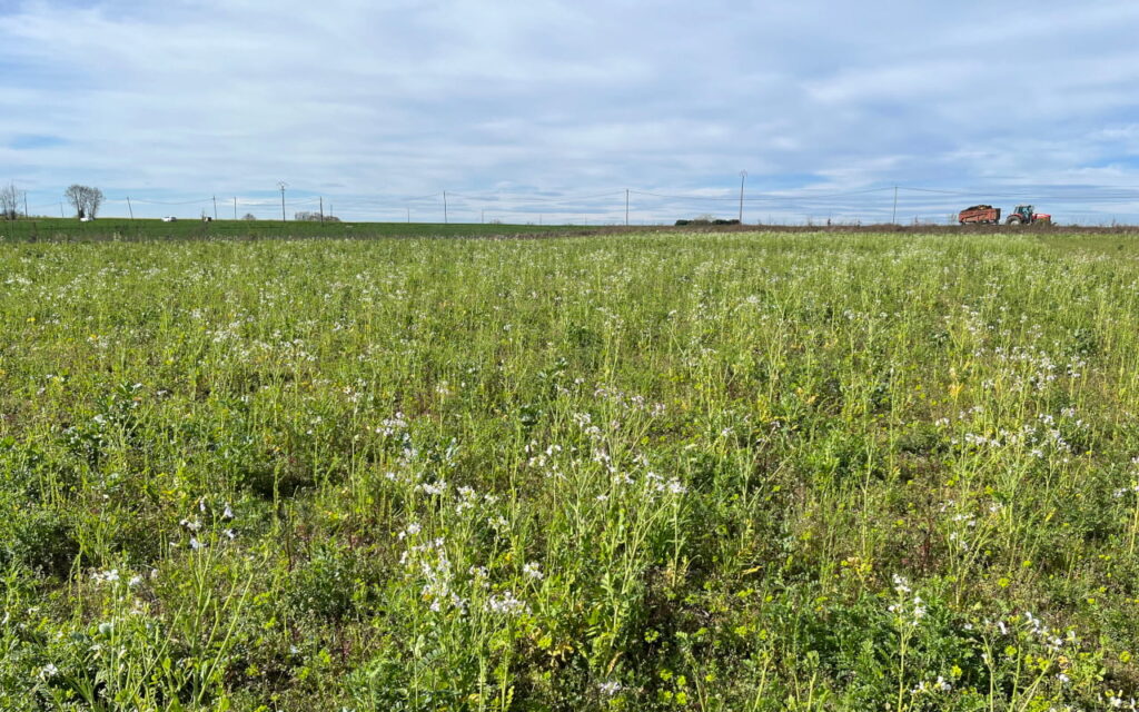 Dans la Dombes (01), des essais de cultures zéro phyto