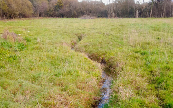 La renaturation des deux petits cours d’eau a permis de redonner à la parcelle sa fonction de zone humide. - Crédits photo : SCDI